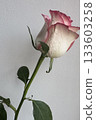 A delicate white and red rose stands in a vase on a white background 133603258