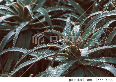 Aloe arborescens plant after rain, serrated fleshy leaves glistening with moisture and subtle reflections in a calm and natural composition 133603290