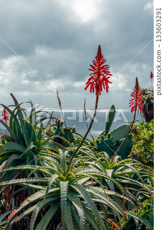 Vertical shot of aloe plants with tall red blossoms, glistening with raindrops under cloudy sky above the calm ocean on rugged coastal slope 133603291