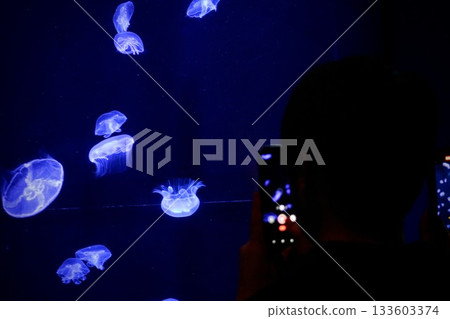 A person taking pictures of illuminated jellyfish 133603374