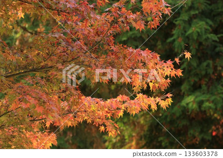 岡山縣：賞楓勝地 133603378