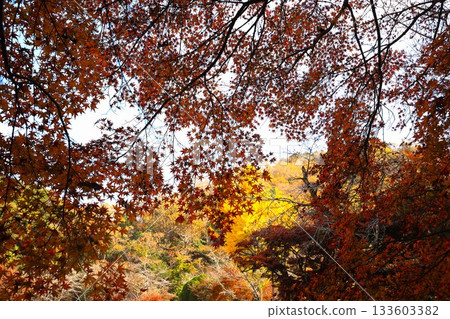 岡山縣：賞楓勝地 133603382