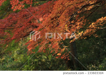 岡山縣：賞楓勝地 133603384