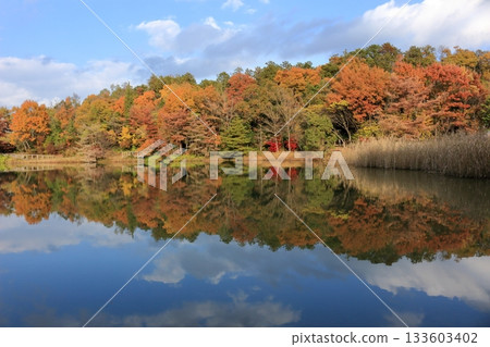 The scenery of colorful forest trees and blue sky reflected on the surface of the pond 133603402