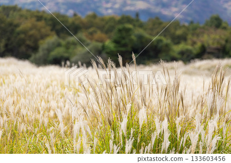 Autumn scenery of the silver grass plateau spreading across the Chojabaru Tadewara Marshland with a view of the Kuju Mountains Autumn scenery of the silver grass plateau spreading across the Chojabaru Tadewara Marshland with a view of the Kuju Mountains 133603456