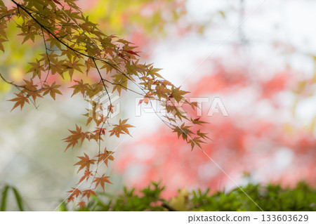 熊本的秋葉勝地，楓葉美麗 133603629