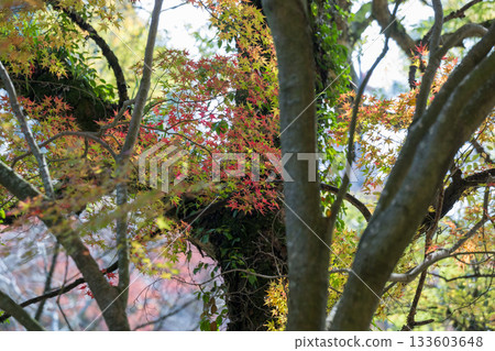 Kumamoto's beautiful autumn foliage spots 133603648