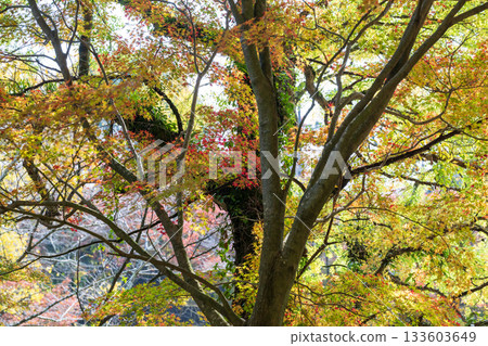Kumamoto's beautiful autumn foliage spots Kumamoto's beautiful autumn foliage spots 133603649