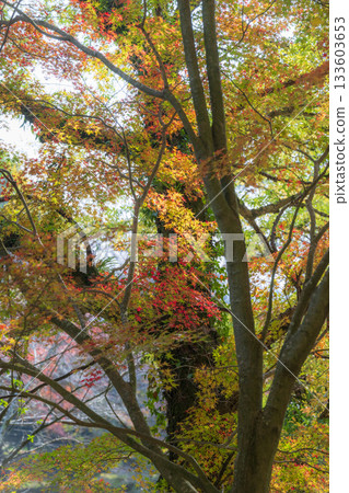 熊本的秋葉勝地，楓葉美麗 133603653