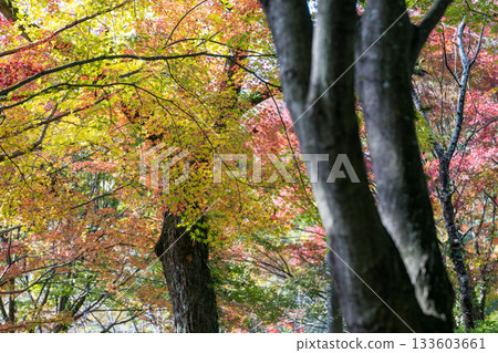 Kumamoto's beautiful autumn foliage spots Kumamoto's beautiful autumn foliage spots 133603661