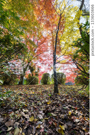 Kumamoto's beautiful autumn foliage spots Kumamoto's beautiful autumn foliage spots 133603666