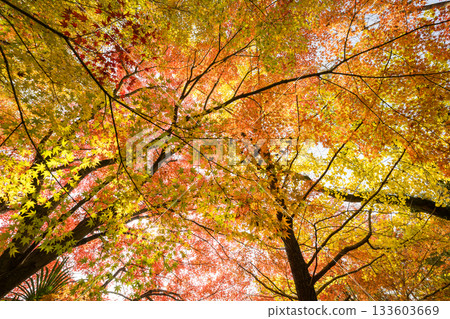 Kumamoto's beautiful autumn foliage spots Kumamoto's beautiful autumn foliage spots 133603669