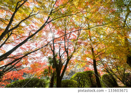Kumamoto's beautiful autumn foliage spots 133603671