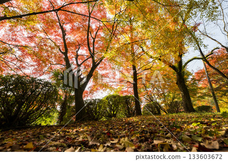 Kumamoto's beautiful autumn foliage spots 133603672