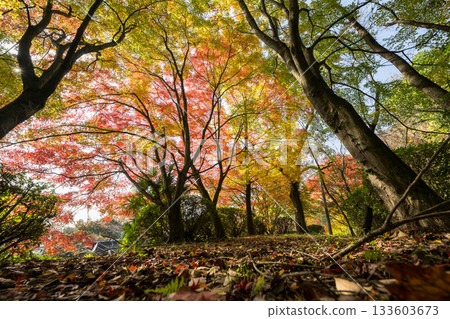熊本的秋葉勝地,楓葉美麗 熊本的秋葉勝地,楓葉美麗 133603673