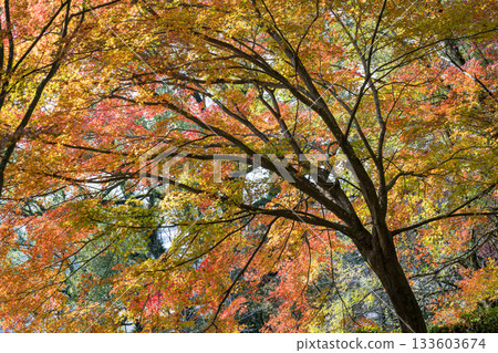 熊本的秋葉勝地，楓葉美麗 133603674