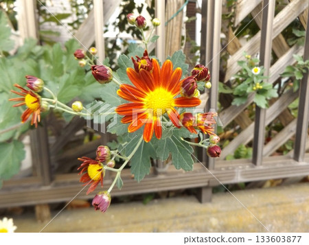 我花園裡盛開著鮮紅的菊花 133603877