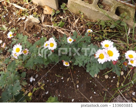 家庭花圃裡盛開的白色菊花 家庭花圃裡盛開的白色菊花 133603881