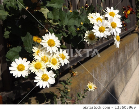 家庭花圃裡盛開的白色菊花 133603969