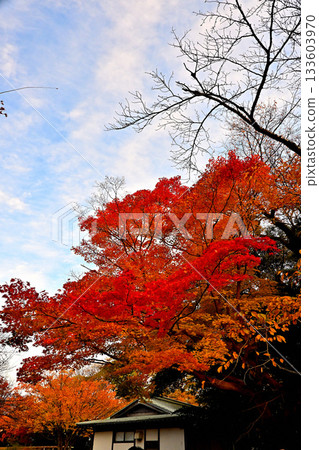 高岡城公園的秋葉-深秋景色 高岡城公園的秋葉-深秋景色 133603970