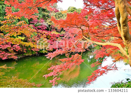 高岡城公園的秋葉,護城河沿岸的秋葉 高岡城公園的秋葉,護城河沿岸的秋葉 133604211