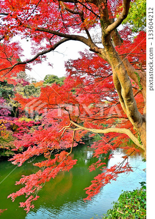 高岡城公園的秋葉,護城河沿岸的秋葉 高岡城公園的秋葉,護城河沿岸的秋葉 133604212