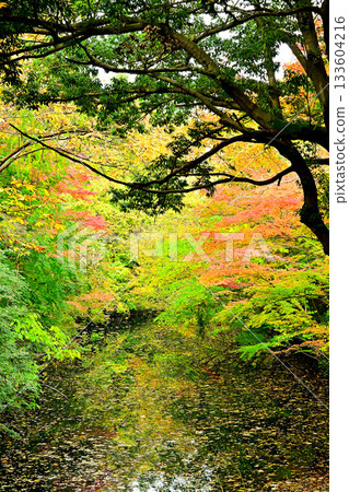 高岡城公園的秋葉,護城河沿岸的秋葉 高岡城公園的秋葉,護城河沿岸的秋葉 133604216