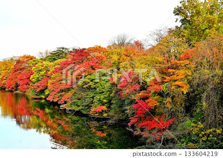 高岡城公園的秋葉,護城河沿岸的秋葉 高岡城公園的秋葉,護城河沿岸的秋葉 133604219