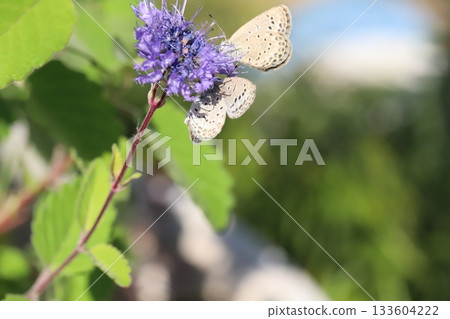 兩隻蝴蝶從秋天花園裡盛開的紫色花朵中吸取花蜜。 兩隻蝴蝶從秋天花園裡盛開的紫色花朵中吸取花蜜。 133604222