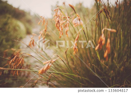 Wild grasses are swaying in flat design, showing drooping seed heads and blurred path Wild grasses are swaying in flat design, showing drooping seed heads and blurred path 133604817