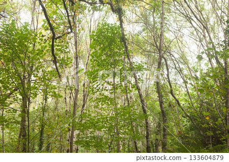 Birch and deciduous trunks rising in flat design forest scene, with green foliage and undergrowth 133604879