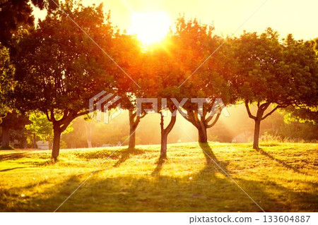Deciduous trees are casting long shadows across grassy meadow in flat design with sun flare Deciduous trees are casting long shadows across grassy meadow in flat design with sun flare 133604887