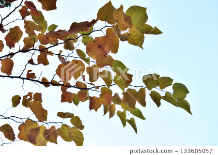 Autumn leaves turning red in the sunlight Autumn leaves turning red in the sunlight 133605057