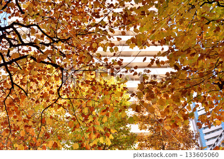 Autumn leaves shining through the sunlight Autumn leaves shining through the sunlight 133605060