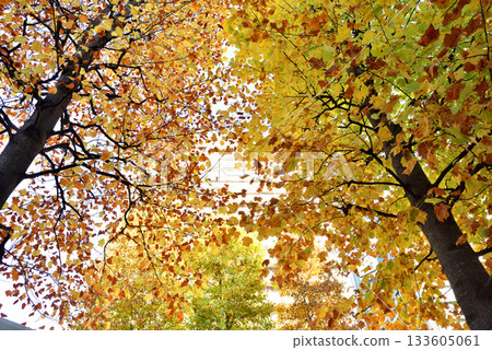 Autumn leaves shining through the sunlight Autumn leaves shining through the sunlight 133605061