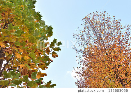 Autumn leaves shining against the blue sky Autumn leaves shining against the blue sky 133605066