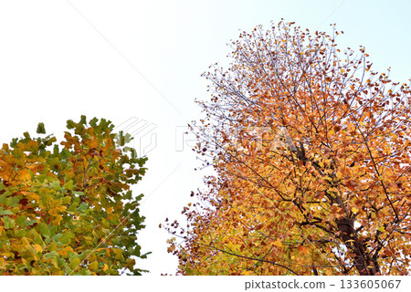 Autumn leaves shining against the blue sky Autumn leaves shining against the blue sky 133605067