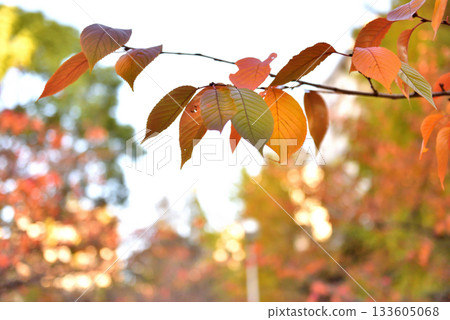Autumn leaves turning red in the sunlight Autumn leaves turning red in the sunlight 133605068