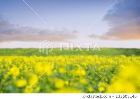 Field of oil seed rape against sky Field of oil seed rape against sky 133605146