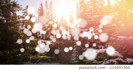 Trees in forest with bokeh in foreground Trees in forest with bokeh in foreground 133605360