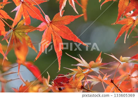 美麗的楓葉特寫，散景背景 133605369
