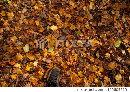 Walking through a beautiful autumn forest 133605513
