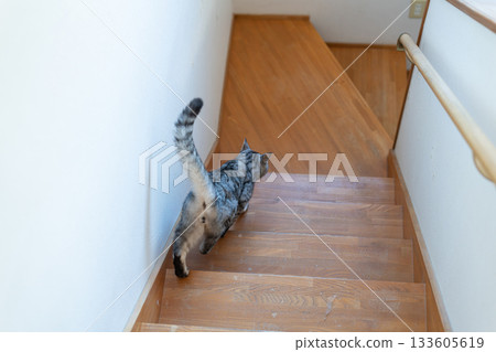 Cat going down the stairs, mackerel tabby cat 133605619