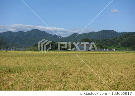 Ear of rice New rice Autumn Ear of rice New rice Autumn 133605917