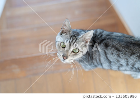 The staring cat, the Sabatra cat The staring cat, the Sabatra cat 133605986