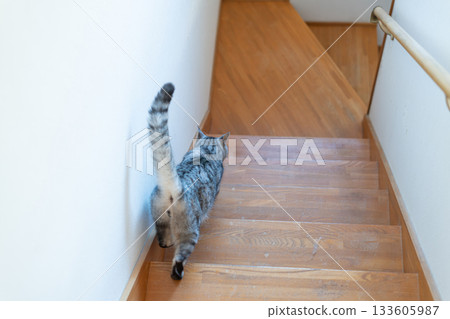貓咪下樓梯，鯖魚虎斑貓 133605987