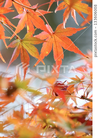Colored maple leaves, melting background, autumn scenery Colored maple leaves, melting background, autumn scenery 133606008