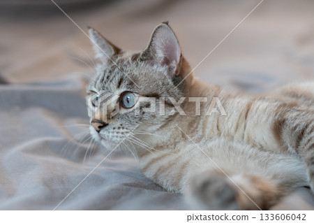 可愛的貓在床上放鬆暹羅虎斑貓 133606042