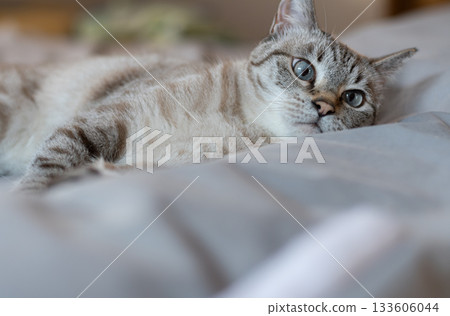 Cute cat relaxing on the bed Siamese tabby cat 133606044