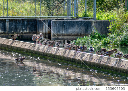 Ducks outdoors near a body of water Ducks outdoors near a body of water 133606303